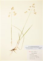 藏品(茅香)的圖片